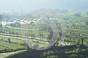 Rice Fields In Morning Mist