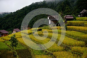 Rice fields on the mountain Karen rice fields in Thailand