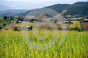 Rice fields on the mountain Karen rice fields in Thailand