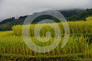 Rice fields on the mountain Karen rice fields in Thailand