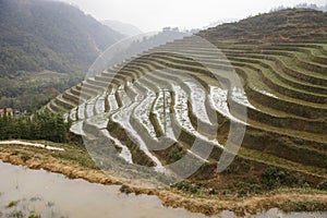 Rice fields mountains