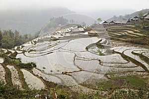 Rice fields mountains