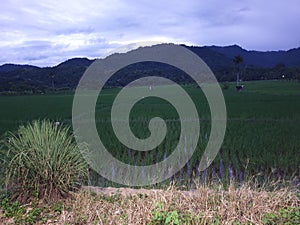 rice fields and mountains at dawn in Labuhan Haji photo