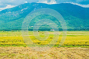 Rice fields and mountains. Nature of Vietnam