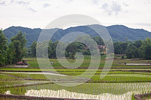 Rice fields, mountains, sky soft and blur