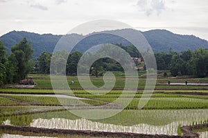 Rice fields, mountains, sky soft and blur