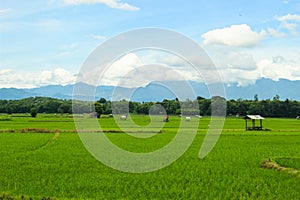 Rice fields, mountains, sky soft and blur