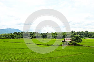 Rice fields, mountains, sky soft and blur