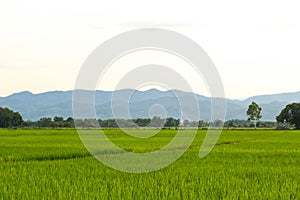 Rice fields, mountains, sky soft and blur