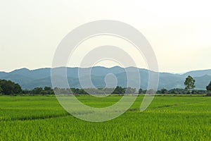 Rice fields, mountains, sky soft and blur