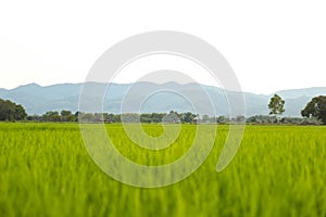 Rice fields, mountains, sky soft and blur