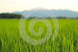 Rice fields, mountains, sky soft and blur