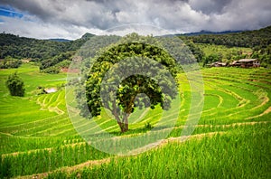 Rice fields and nature at Mae Klang Luang, Doi Inthanon,Chiang Mai,Thailand