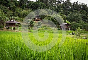 Rice fields and nature at Mae Klang Luang, Doi Inthanon,Chiang Mai,Thailand