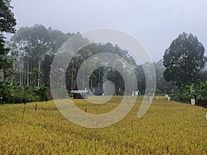 rice fields near the coffee plantation in Sukamaju Village, Pagar Alam photo