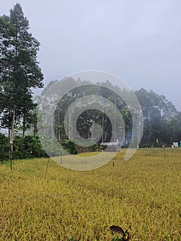 rice fields near the coffee plantation in Sukamaju Village, Pagar Alam photo