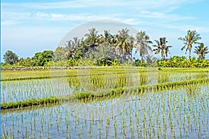 Rice fields near Tanah Lot on Bali Indonesia