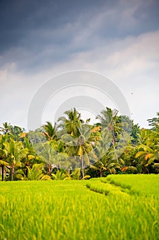 Rice fields near Ubud, Bali