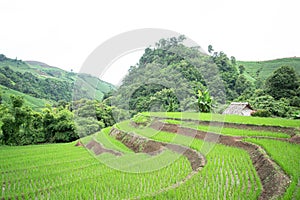 Rice Fields Nearby A Mountain