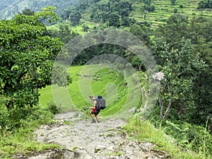 Rice fields, Nepal