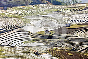 Rice fields in north Vietnam