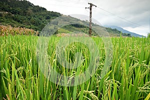 Rice fields in northern China, stunning backdrops d.y