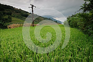 Rice fields in northern China, stunning backdrops d.y