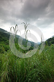 Rice fields in northern China, stunning backdrops d.y