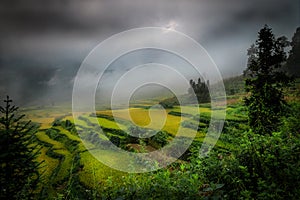 Rice fields in northern China, stunning backdrops d.y