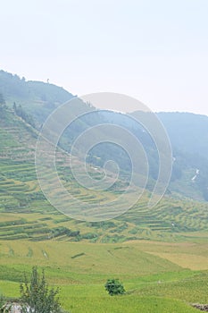 Rice fields in northern China, stunning backdrops d.y