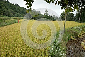 Rice fields in northern China, stunning backdrops d.y