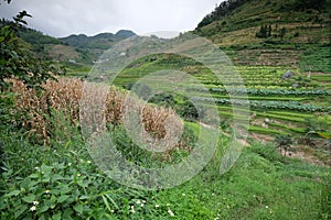 Rice fields in northern China, stunning backdrops d.y