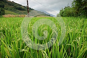 Rice fields in northern China, stunning backdrops d.y