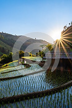 rice fields in Northern Thailand, rice farm in Thailand, rice paddies in the mountains of Northern Thailand Chiang Mai