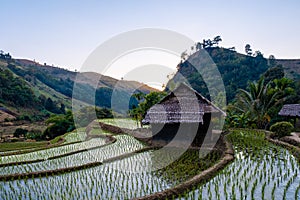 rice fields in Northern Thailand, rice farm in Thailand, rice paddies in the mountains of Northern Thailand Chiang Mai