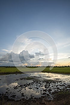 Rice fields rice paddyÃ¢â¬â¢s damaged by heavy rain and flooding causing damage and crop loss