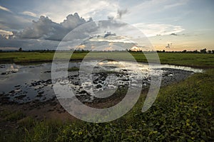 Rice fields rice paddyÃ¢â¬â¢s damaged by heavy rain and flooding causing damage and crop loss