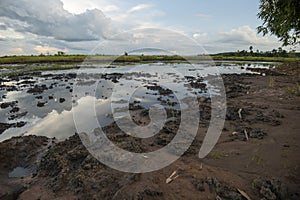 Rice fields rice paddyÃ¢â¬â¢s damaged by heavy rain and flooding causing damage and crop loss