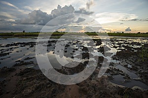 Rice fields rice paddyÃ¢â¬â¢s damaged by heavy rain and flooding causing damage and crop loss