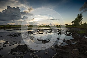 Rice fields rice paddyÃ¢â¬â¢s damaged by heavy rain and flooding causing damage and crop loss