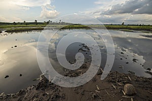 Rice fields rice paddyÃ¢â¬â¢s damaged by heavy rain and flooding causing damage and crop loss