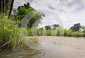 Rice fields rice paddyÃ¢â¬â¢s damaged by heavy rain and flooding causing damage and crop loss