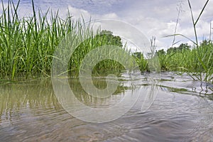 Rice fields rice paddyÃ¢â¬â¢s damaged by heavy rain and flooding causing damage and crop loss