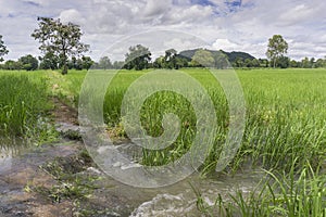 Rice fields rice paddyÃ¢â¬â¢s damaged by heavy rain and flooding causing damage and crop loss