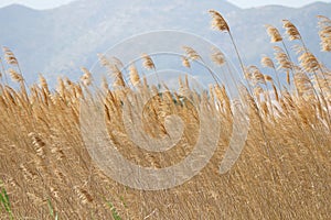 Rice fields in Pego Oliva