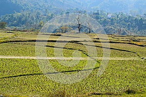 A path in the rice fields