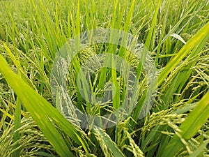 rice in the fields ready to be harvested