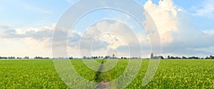 Rice fields (rice) in the harvest season. Rice fields in the morning. Panorama rice fields