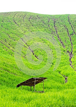 Rice fields, rice on mountain