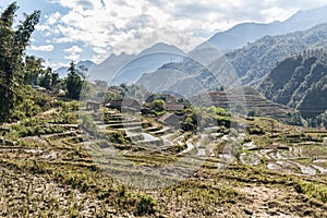 Rice Fields, rice terrace Paddy in Sa Pa Lao Cai Vietnam in Asia